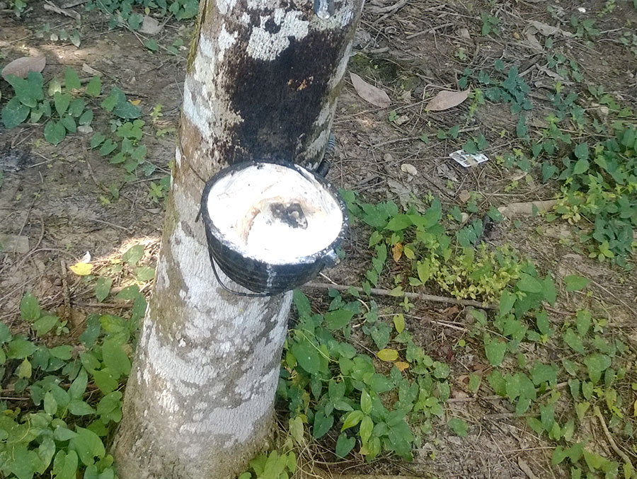 橡膠樹(shù)